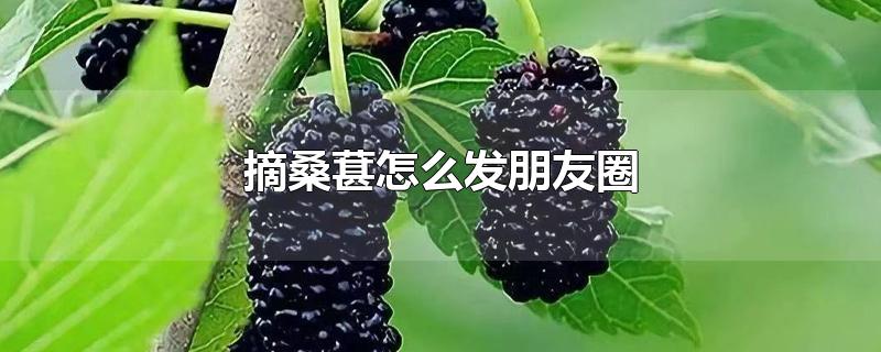 摘桑葚怎么發(fā)朋友圈