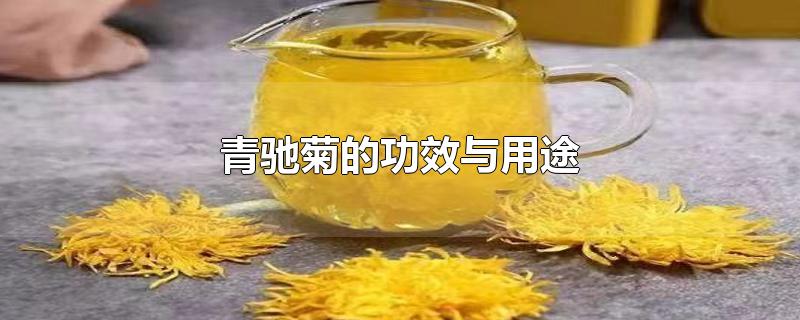 青馳菊的功效與用途