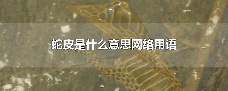 蛇皮是什么意思網(wǎng)絡(luò)用語(yǔ)