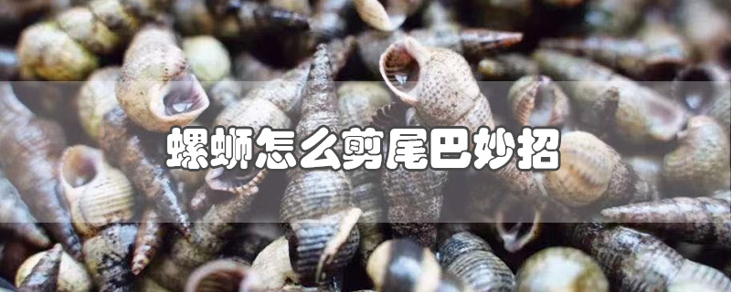 螺螄怎么剪尾巴妙招