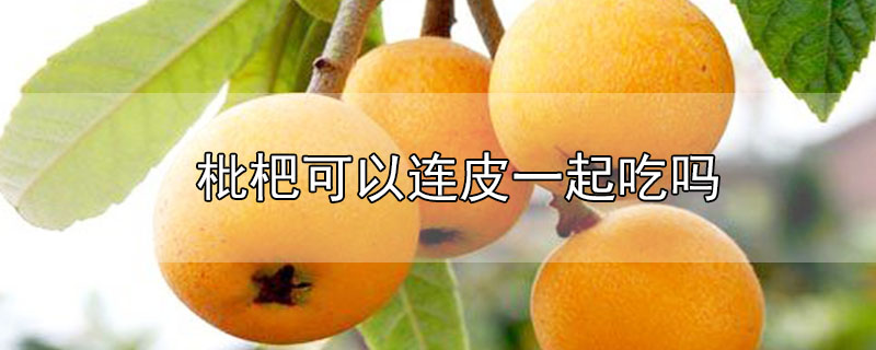 枇杷可以連皮一起吃嗎